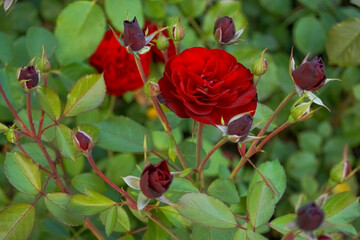 Obraz premium Red burgundy rose flowers in the garden. Bush of red rose flowers.