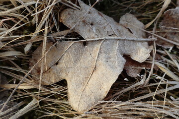 Close-Up of Frosted Leaf on Dry Grass in Winter