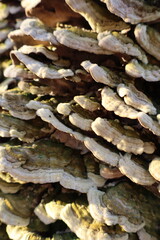Close-Up of Bracket Fungi Growing on Tree Bark