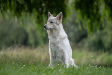 Portrait d'un chien mâle adulte de race berger blanc suisse dans un parc