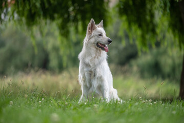 Portrait d'un chien mâle adulte de race berger blanc suisse dans un parc