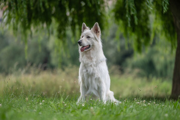 Obraz premium Portrait d'un chien mâle adulte de race berger blanc suisse dans un parc