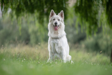 Portrait d'un chien mâle adulte de race berger blanc suisse dans un parc