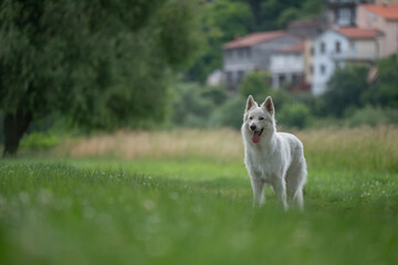 Portrait d'un chien mâle adulte de race berger blanc suisse dans un parc