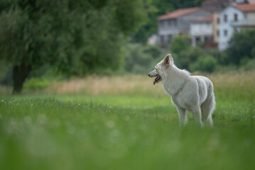 Obraz premium Portrait d'un chien mâle adulte de race berger blanc suisse dans un parc