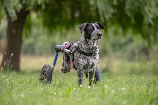 Un chien paralys&eacute; et handicap&eacute; sur des roulettes 