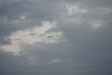 Three birds in silhouette fly across a cloudy, overcast sky.