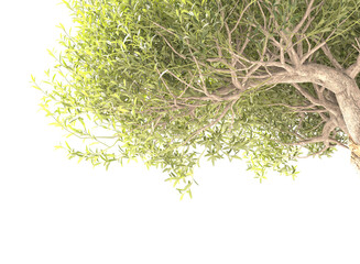 Various types of tree branch plants bushes shrub and and small plants isolated	