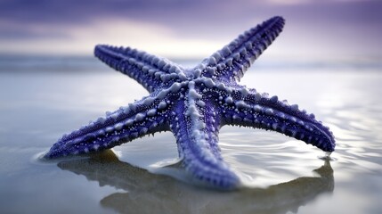 On the beach, which is ocean-adjacent, two glowing stars have been placed, and their illumination contributes to a beautiful and serene atmosphere that is infused with a sense of magic