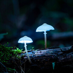 Fototapeta premium Ethereal glowing mushrooms illuminate a dark forest scene. A magical, mystical feeling. Perfect for fantasy, nature, or fairytale projects. Natures wonders concept.