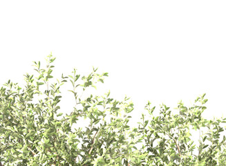 Various types of tree branch plants bushes shrub and and small plants isolated