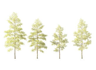 Obraz premium tree isolated