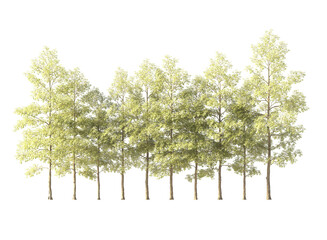 Obraz premium Various types of tree branch plants bushes shrub and and small plants isolated