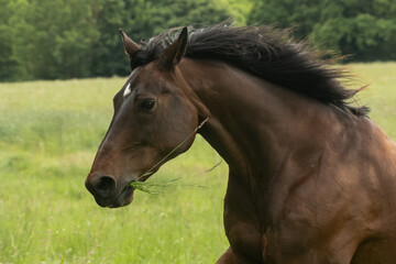 Pferdeportrait mit Gras im Maul
