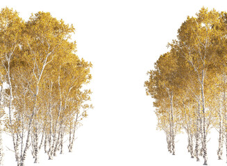 golden autumn tree
