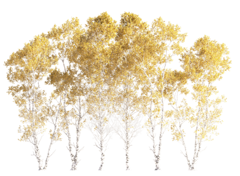 Variety of autumn trees, trees top and tree branches in autumn