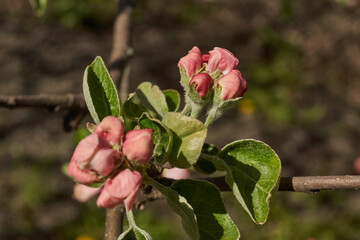 Apple tree buds on the background of the tree crown. Apple tree blooms in the garden. Spring.