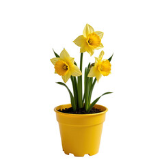Bright Yellow Daffodil Flowers in Yellow Pot, Fresh Spring Plant for Home Decor and Garden Aesthetics