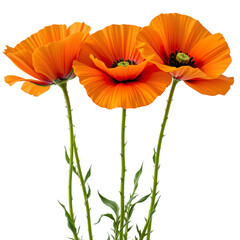 Fototapeta premium Vibrant Orange Poppies with Lush Green Stems Surrounded by Bright Natural Sunshine in a Floral Setting