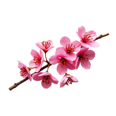 Beautiful delicate pink cherry blossom branch with vibrant petals and intricate details against a white background