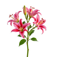 Fototapeta premium Elegant Pink Lilies Blooming Gracefully on Stem Against White Background for Floral Decoration and Design Use