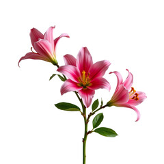Fototapeta premium Beautiful Pink Lily Flowers Blooming in Full Glory Against a Bright Background Ideal for Nature and Floral Themes