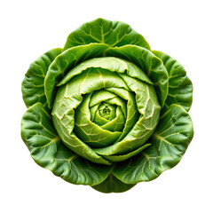 Fototapeta premium Fresh Green Cabbage with Leafy Layers in a Vibrant and Natural Arrangement on a White Background