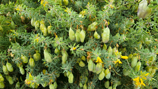 Green Seed Pods of Bladderpod Hanging Under Its Flowers, closeup
Green Seed Pods of Bladderpod or Cleome isomeris or Peritoma arborea hanging under its yellow flowers, San Diego, CA; closeup
Bladderpo
