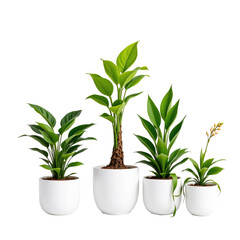 Fototapeta premium Indoor Plants in White Planters for Modern Home Decor and Interior Design with Fresh Green Foliage