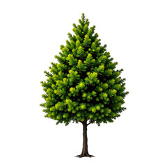 Lush Green Coniferous Tree with Vibrant Foliage Displaying Natural Beauty for Outdoor Settings and Landscape Design