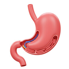 3D render of a detailed human stomach anatomy illustration, medical education concept