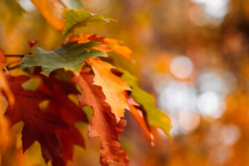 Close-up of multicolored oak leaves blending red, orange, yellow, and green with bokeh light in the background. Seasonal transition, autumn palette, emotional atmosphere, natural transformation..