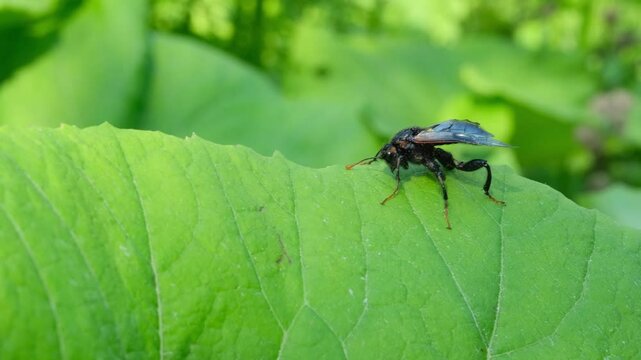Birch sawfly sits on a green leaf.