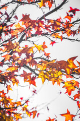 A beautiful liquidambar tree (Liquidambar styraciflua) in full autumn colours.