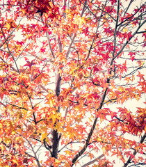 A beautiful liquidambar tree (Liquidambar styraciflua) in full autumn colours.