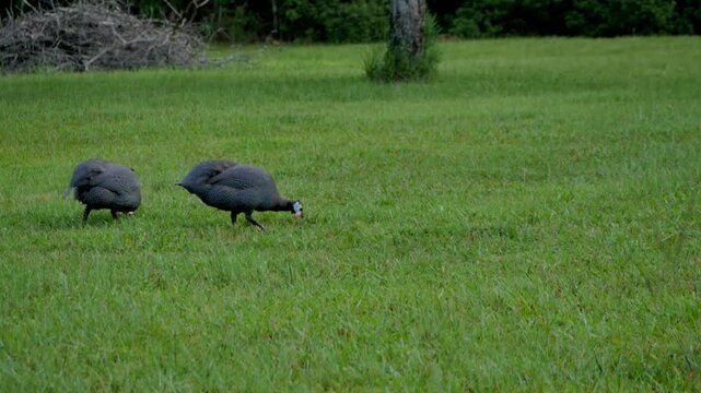 Guinea Fowl foraging in a feild