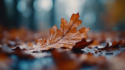 A single, wet, russet oak leaf rests on a ground covered in fallen, autumn leaves; blurred background