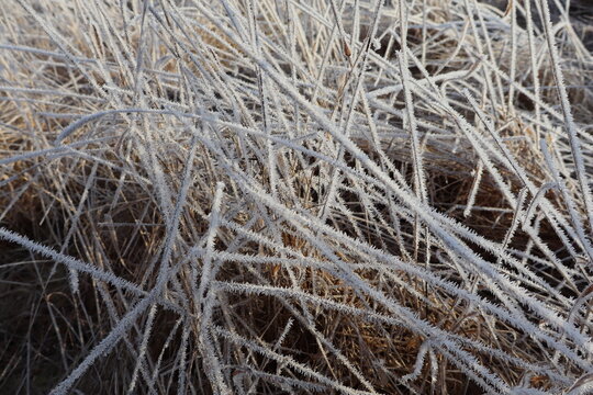 Close-Up of Frost-Covered Grass with Crystalline Texture