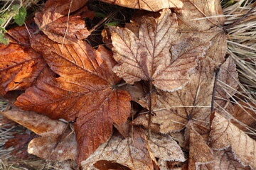 Close-Up of Autumn Leaves on the Ground