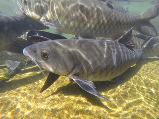 Pla Pluang, a freshwater fish in Thailand