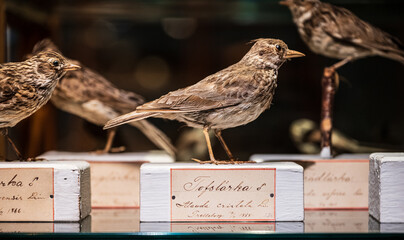 Preserved brown bird specimen in glass cabinet.