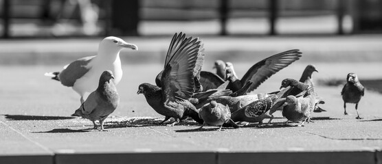 Group of pigeons and seagull feeding on city street.