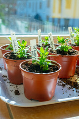 Multiple young plants in brown plastic pots indoors.