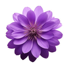 Un flor morado en fondo blanco