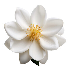 Un flor blanco en fondo blanco