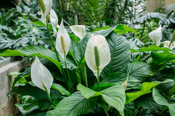 Big spathiphyllum or peace lily growing in public greenhouse. Popular indoor plant in bloom among...