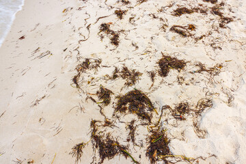 Dry seaweed scattered on bright sand along Atlantic Ocean shore in Miami Beach on summer afternoon.