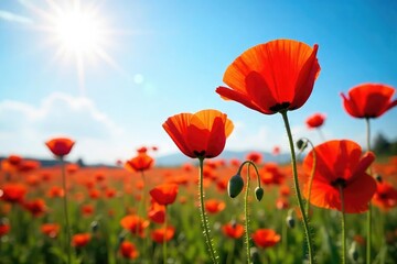 Fototapeta premium Vibrant red poppies bathed in sunlight, a field of intense color against a bright blue sky Perfect for summer, warmth, and nature themes , poppy, botany