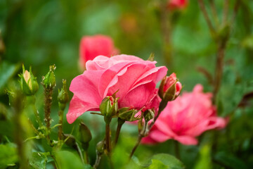 pink rose and white tulip
