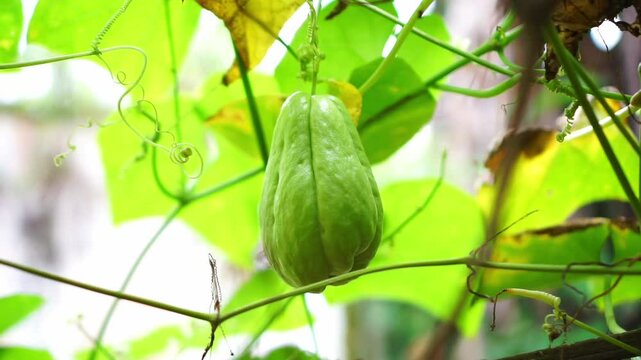Close-up of a fresh green chayote hanging on the vine in a garden, surrounded leaves and tendrils.
